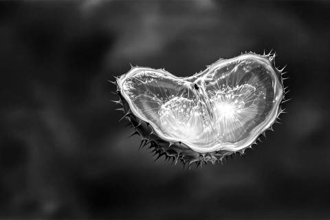 Kiwano Cianotipo en Ocre en blanco y negro