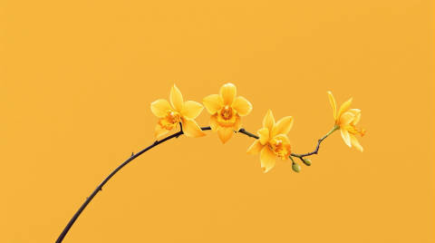 Danza Dorada de Oncidium
