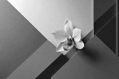Orquídea Constructivista en Terracota en blanco y negro
