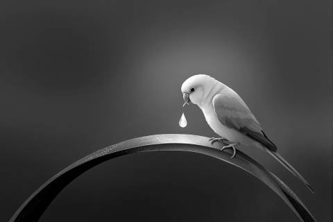 Sorbo de Rocío Dorado en blanco y negro