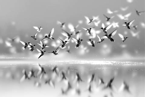 Migración Tonal en Terracota en blanco y negro