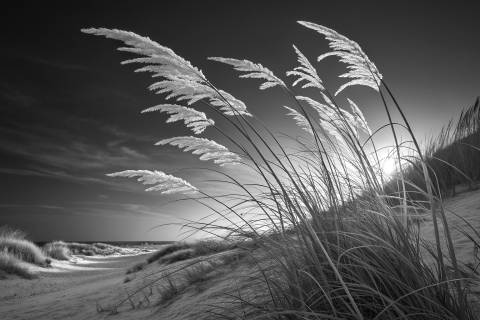 Juncos al Viento: Radiografía de la Duna en blanco y negro