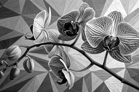 Orquídea Geométrica en Madera en blanco y negro