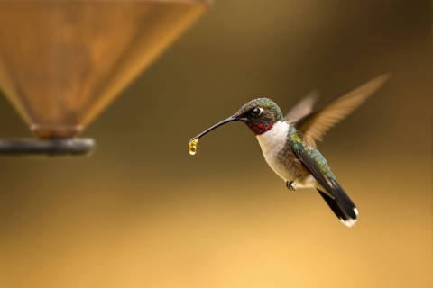 Última Gota de Cobre