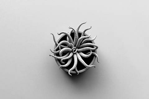 Medusa Serena · Vista Cenital Abstracta en blanco y negro