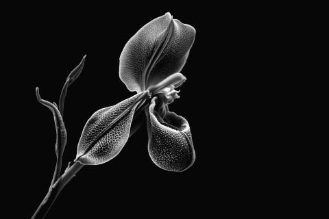 Ophrys Dorada en Neón Nocturno en blanco y negro