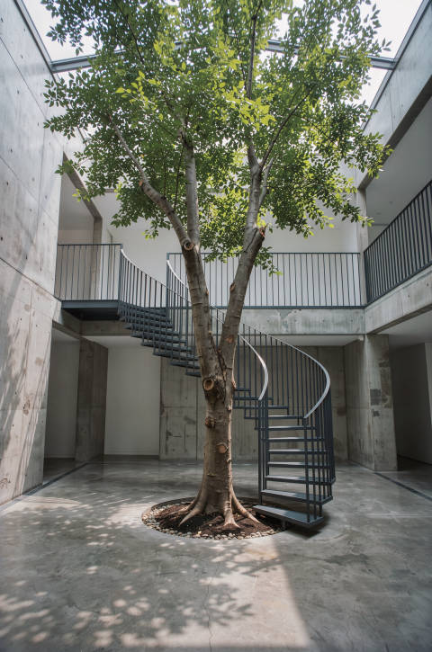 Árbol del Atrio
