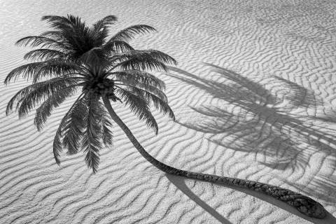 Sombra Paramétrica de Palma en blanco y negro