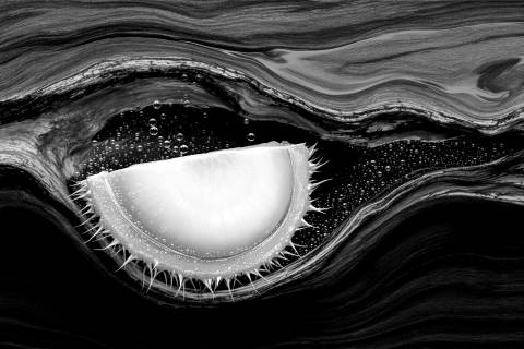 Rambután en Resina · Joya Tropical en blanco y negro