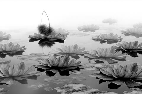 Roseta Bruma Otoñal en blanco y negro