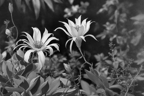 Reina de la Noche en blanco y negro