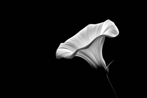 Aliento Lunar en blanco y negro