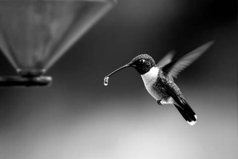 Última Gota de Cobre en blanco y negro