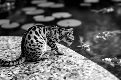 Bengalí al Borde del Estanque Terrazzo en blanco y negro