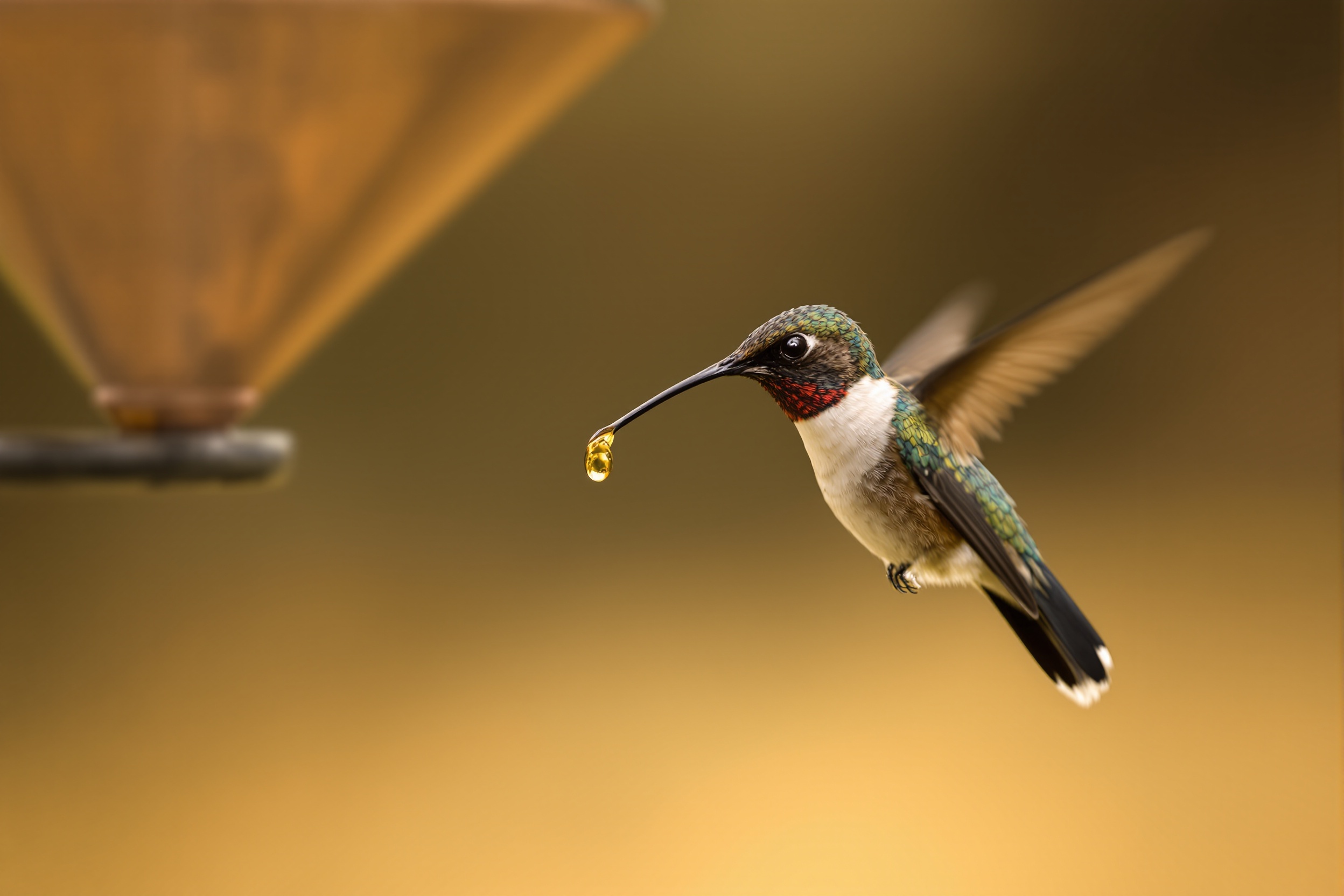 Última Gota de Cobre