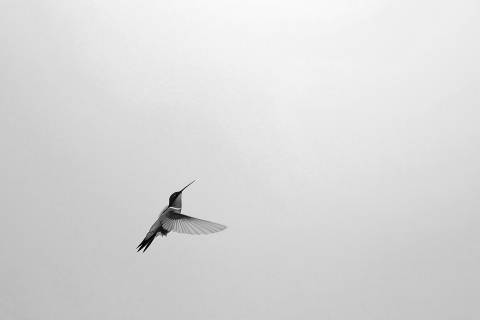 Destello de Gorguera Dorada en blanco y negro