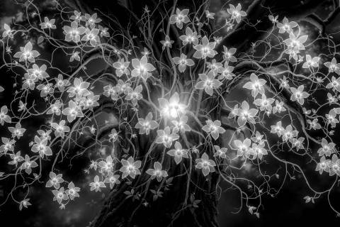 Vainilla Radiante en Índigo en blanco y negro