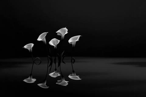 Alcatraces sobre Índigo Sereno en blanco y negro