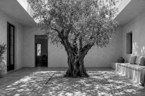 Patio del Olivo en blanco y negro