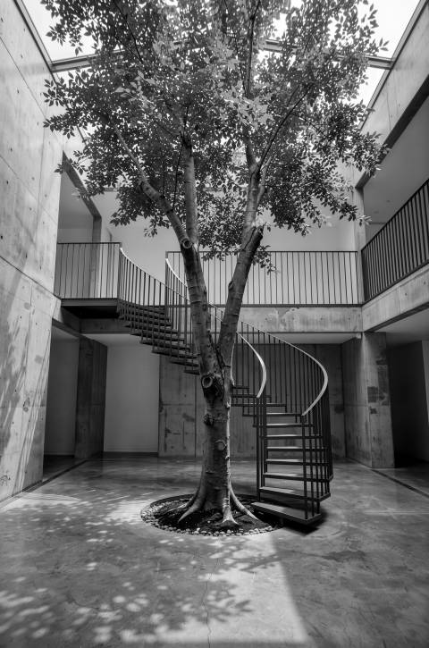 Árbol del Atrio en blanco y negro