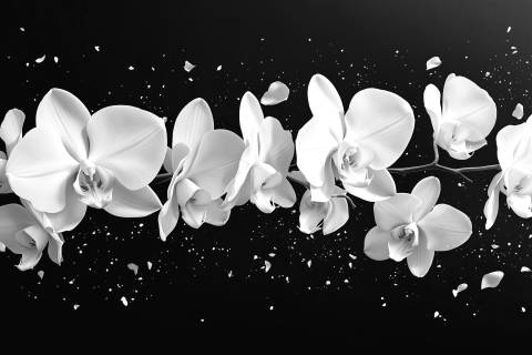 Vuelo Silente de Orquídeas en blanco y negro