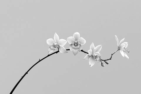 Danza Dorada de Oncidium en blanco y negro
